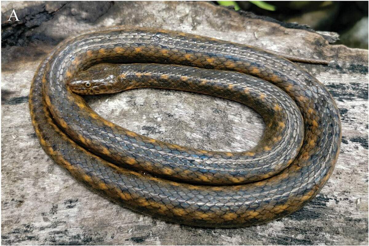 New species of snake with orange belly discovered in China | Miami